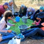 Sorting Olives