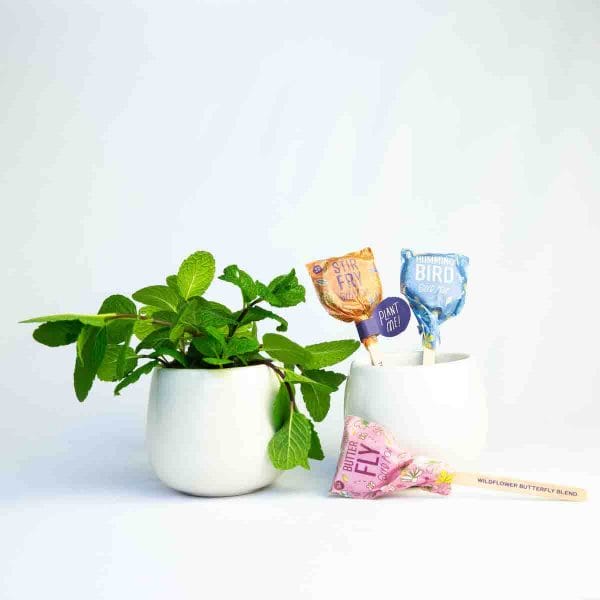 Planter and Seed Lollipops