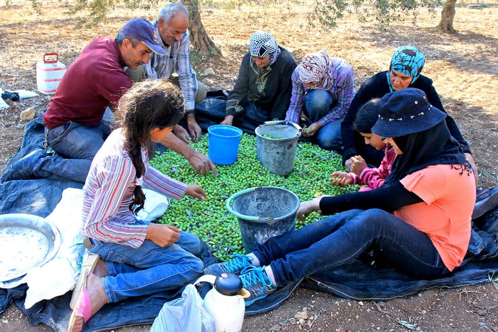 A group in Palestine sorts through olives. They're some of the faces behind our gourmet olive oil gifts.